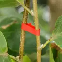 Photo 3 — Лента для подвязки растений Graft strap, 20 х 25 м · Набор лент для садового степлера