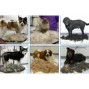 Фото 2 — Фурмінатор з кнопкою для маленьких довгошерстих собак FURminator Short Hair Small Dog, 4.5 см